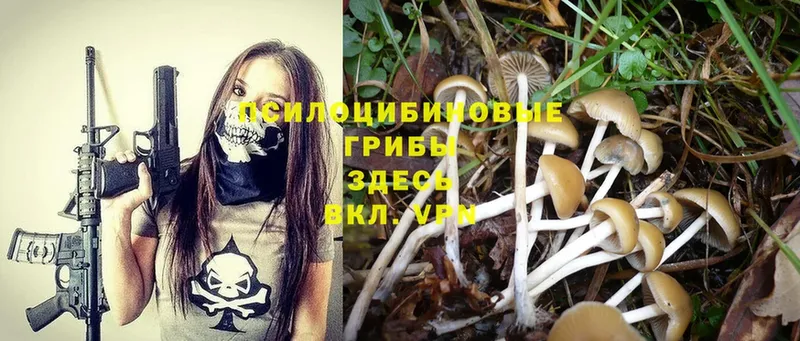 Псилоцибиновые грибы Psilocybine cubensis  где купить   Шахты 